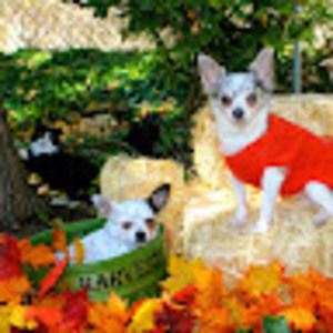 Meet your Posher, Linda